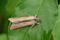 Cucullia asteris