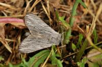 Cucullia lactucae
