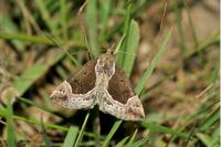 Hypena crassalis