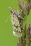 Aethes williana