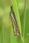 Crambus lathoniellus