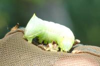 Amphipyra pyramidea