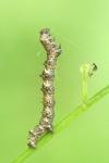 Phigalia pilosaria