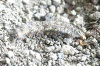 Poecilocampa populi populi