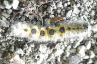 Poecilocampa populi populi
