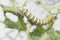 Cucullia verbasci