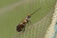 Micropterix aruncella