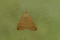 Sitochroa verticalis