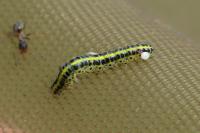 Calophasia lunula
