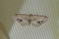 Idaea dimidiata
