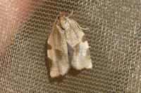 Choristoneura hebenstreitella