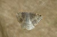 Stegania trimaculata