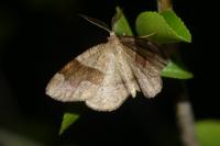 Plagodis pulveraria