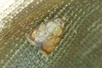 Acleris bergmanniana