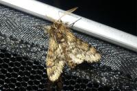Apocheima hispidaria