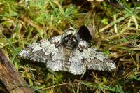 Biston strataria