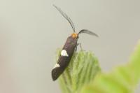 Incurvaria masculella