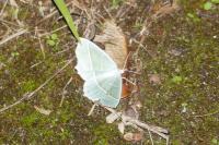 Campaea margaritaria