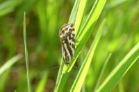 Emmelia trabealis