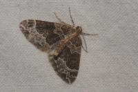 Ecliptopera silaceata