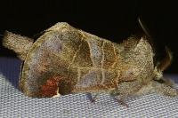 Clostera pigra