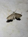 Eupithecia valerianata