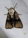 Acronicta alni