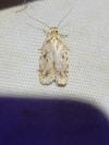 Agonopterix arenella