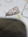Scoparia ambigualis/basistrigalis