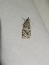 Scoparia ambigualis/basistrigalis