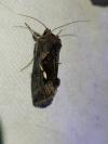 Macdunnoughia confusa