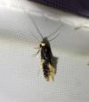 Monopis weaverella