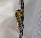 Lasiocampa trifolii trifolii
