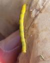 Chesias legatella