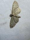 Eupithecia