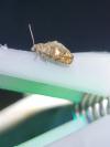 Epinotia rubiginosana