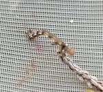 Pachycnemia hippocastanaria hippocastanaria