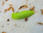 Bena bicolorana