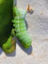 Amphipyra pyramidea