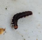 Eupsilia transversa