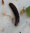 Eupsilia transversa