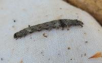 Catocala sponsa