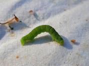 Epirrita