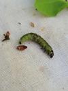 Tortrix viridana