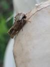 Egira conspicillaris