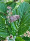 Agrotis cinerea