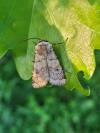Agrotis cinerea