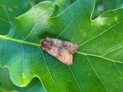 Sideridis lampra