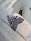Aplocera plagiata