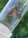 Aplocera plagiata